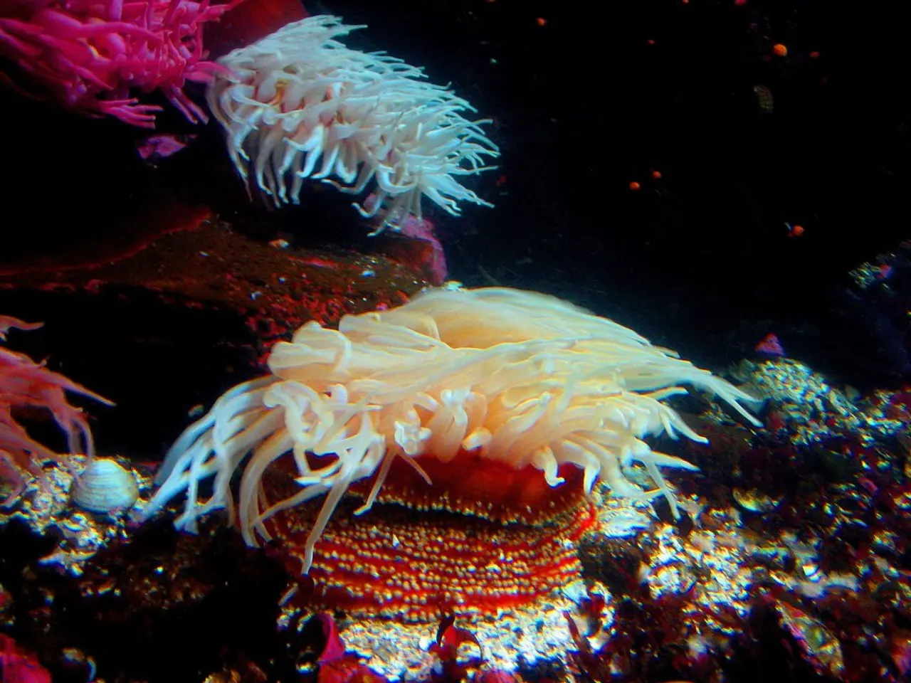 Top 30 Exciting Coral Artwork Concepts You Simply Can't Miss