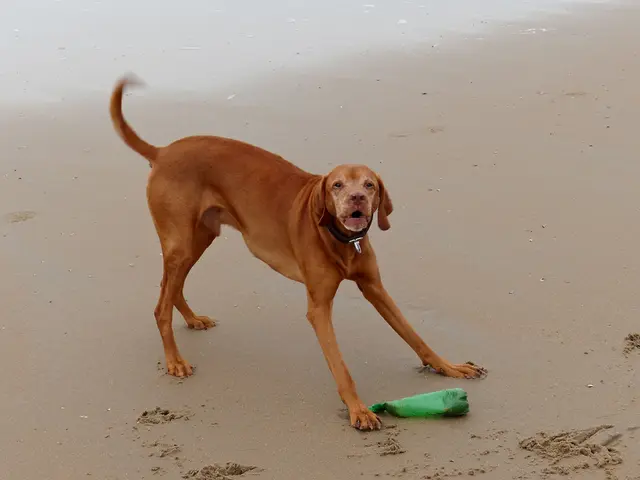 Canines and Beaches: Essential Information for Pet Owners