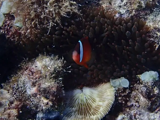 Top-Rated Shorelines in Belize: A Guide to Stunning Coastal Destinations