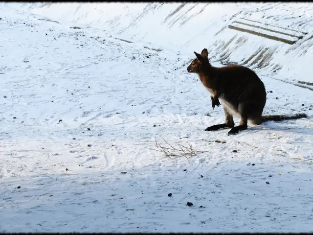 Journey of BOXIO: Circumnavigating Australiaе