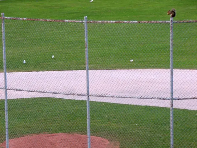 Effective Home Solutions to Discourage Squirrels Naturally