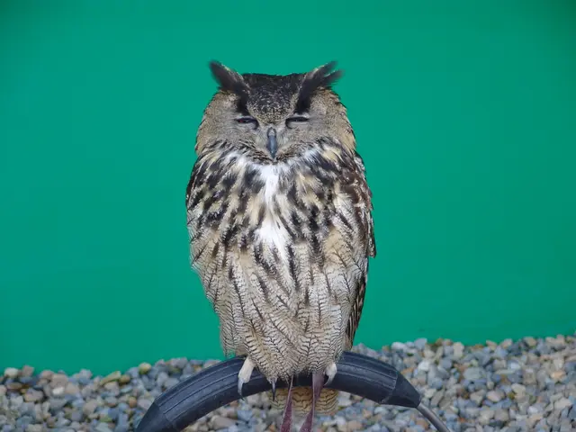 Interpreting the Symbolism of Nightly Visions