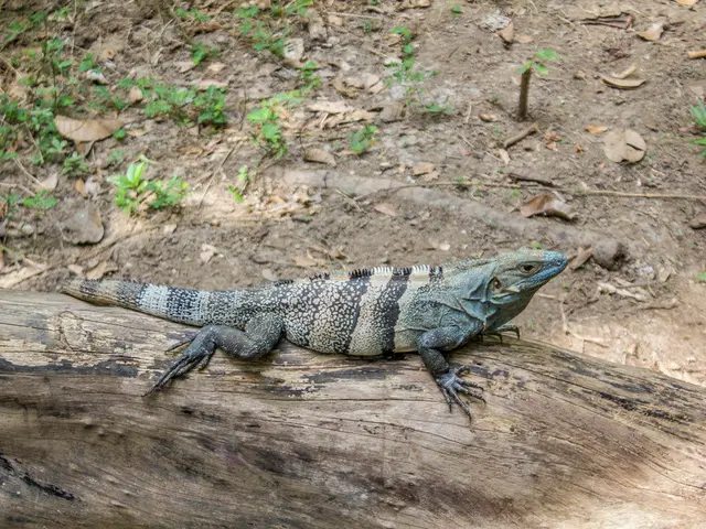 Terrarium Know-How: Comprehensive Bioactive Instructions for Decorating with Autumn Leaves