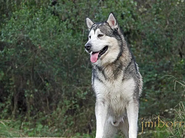 Unveiling the Symbolism: Discovering Subtle Significance behind the Image of the Wolf