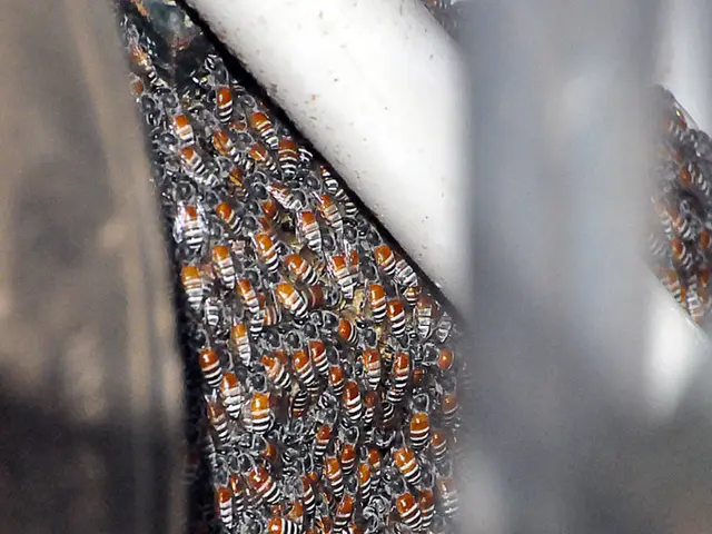 Jürgen Binder aiming for the Vice Presidency role in Apimondia