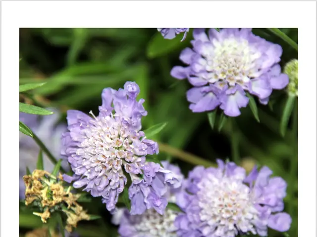 Selecting recognized Swedish infant monikers