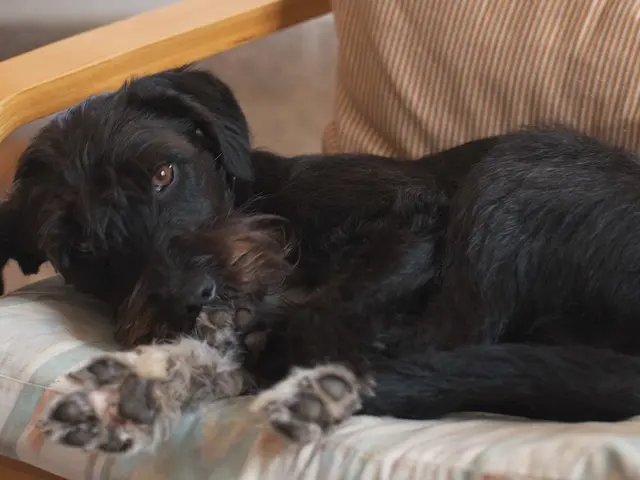 Eliminating Bed Bugs: A Comprehensive Guide, Breaking Down Each Step