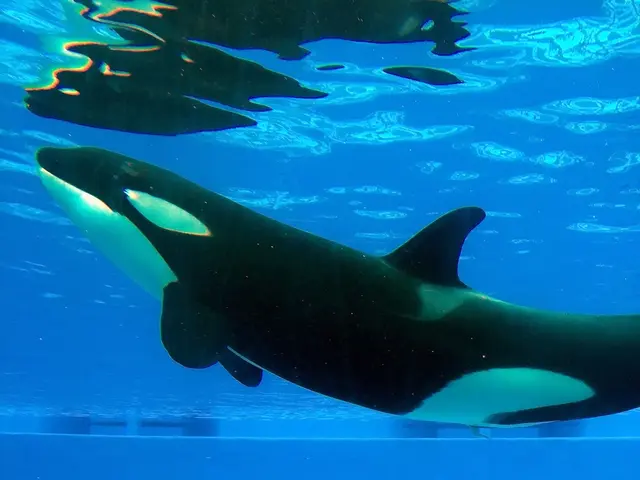 Authorities in Russia lift an orca from a holding area in their eastern region, containing 97...