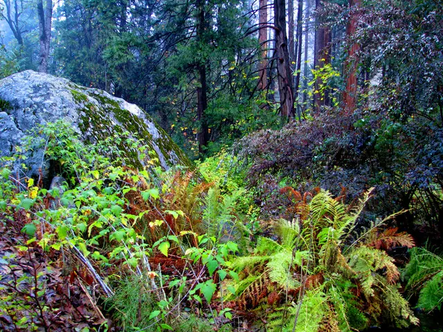 Exploring Tasmania: Relax on its beautiful beaches, traverse towering mountains, encounter diverse...