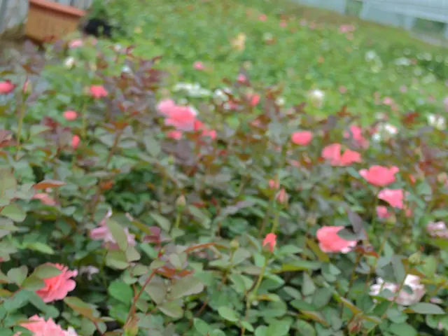 Uncommon pink snapdragon flowering near a northern cascade falls