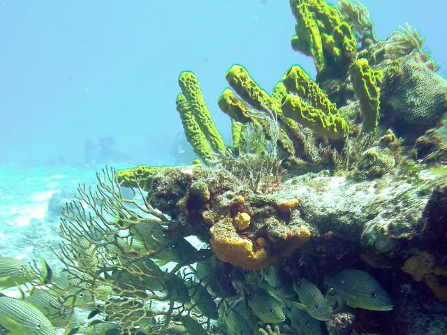 Captured Moments from the 2019 Ocean Art Competition