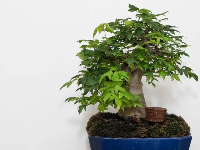 Bonsai Redpotting Methods: Precise Extraction and Handling Guidelines